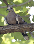 White winged Dove